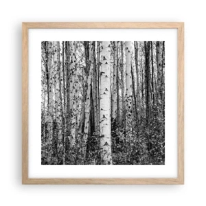 Plagát v ráme zo svetlého duba - Brezová kolonáda - 40x40 cm