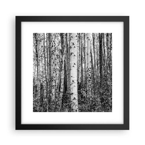 Plagát v čiernom ráme - Brezová kolonáda - 30x30 cm