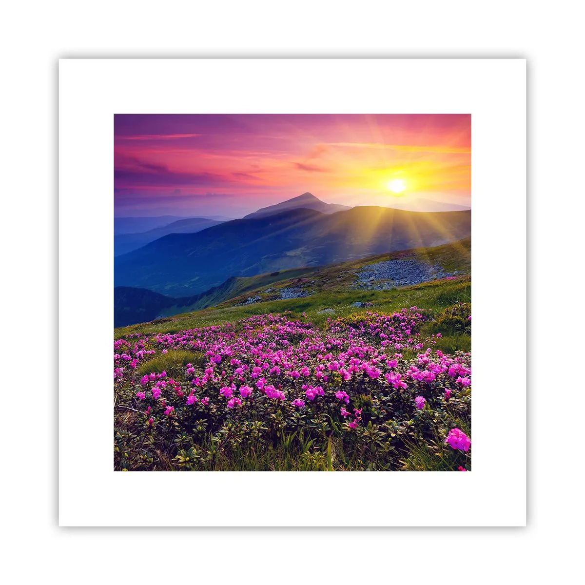 Plagát - …A okolo vonia kosodrevina a voňajú byliny - 30x30 cm