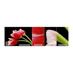 Vzorka fototapety Premium Canvas - Sľub čistej lásky - Kvety, Tulipány, Príroda - 100x30 cm