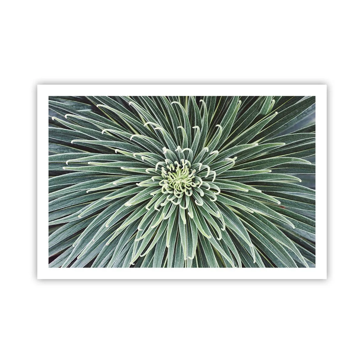 Plagát - Zrodenie hviezdy - 91x61 cm