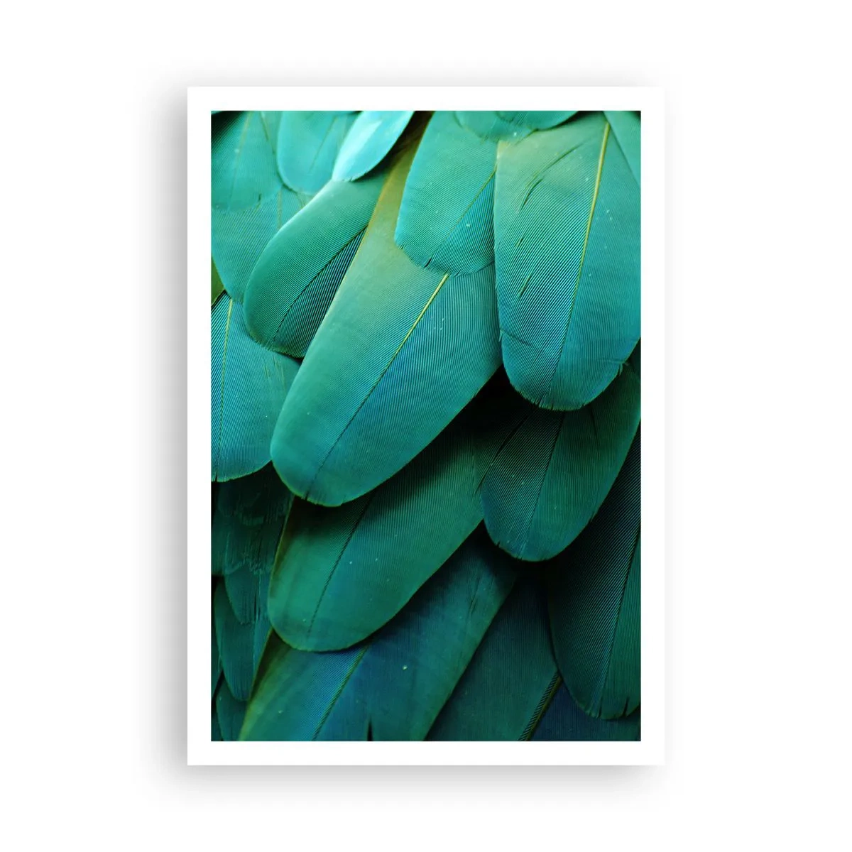 Plagát - Presnosť papagájovej povahy - 70x100 cm