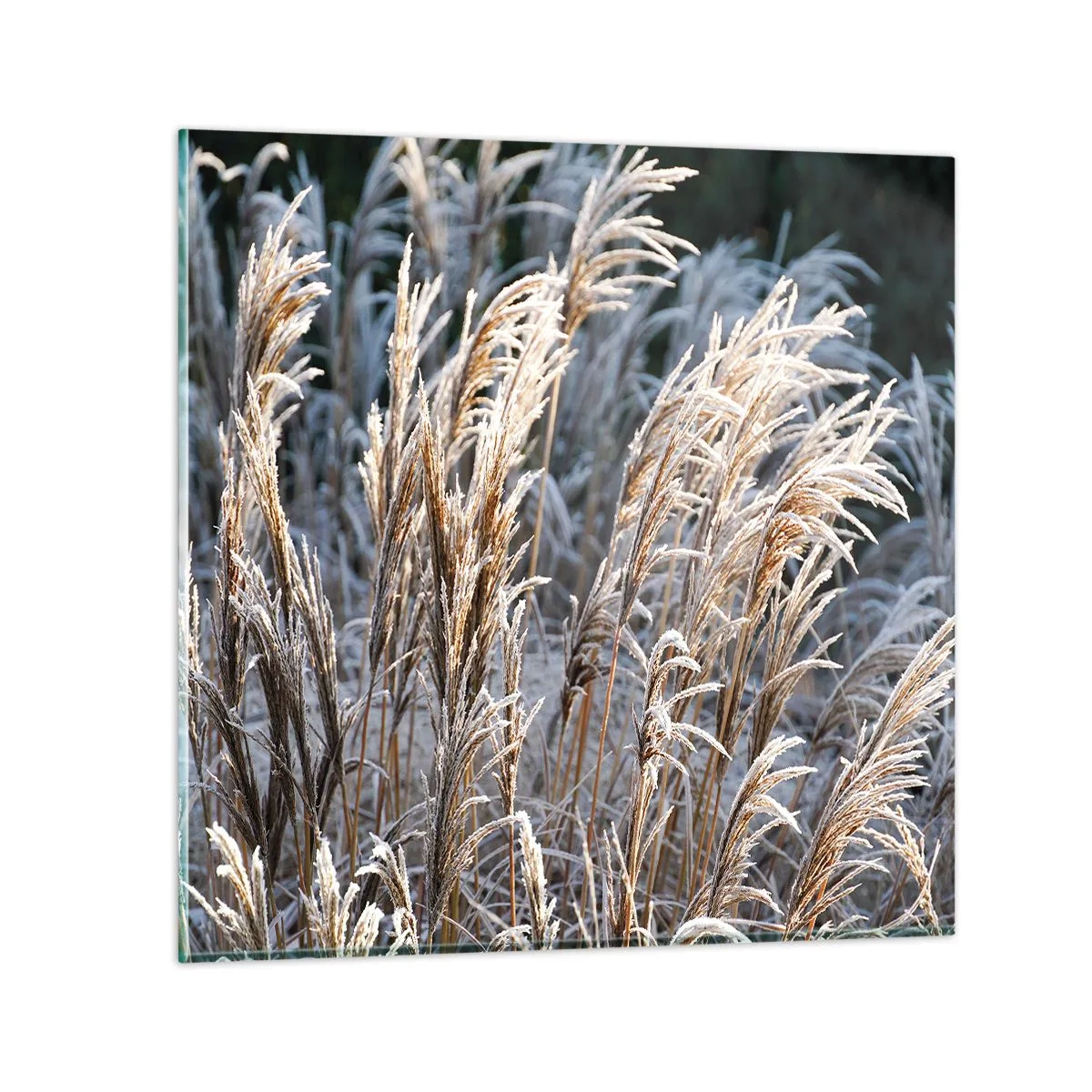 Obraz na skle - Mrazom pokryté - 40x40 cm