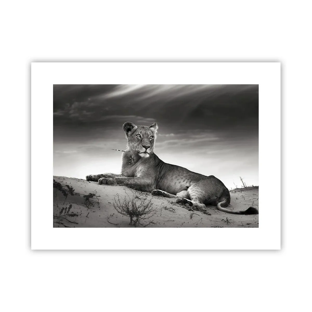 Plagát - Odpočinok kráľovnej púšte - 40x30 cm