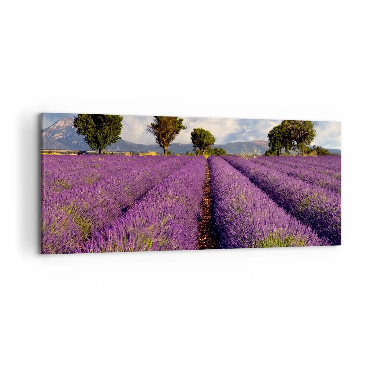 Obraz na plátne - Levanduľové polia - 120x50 cm