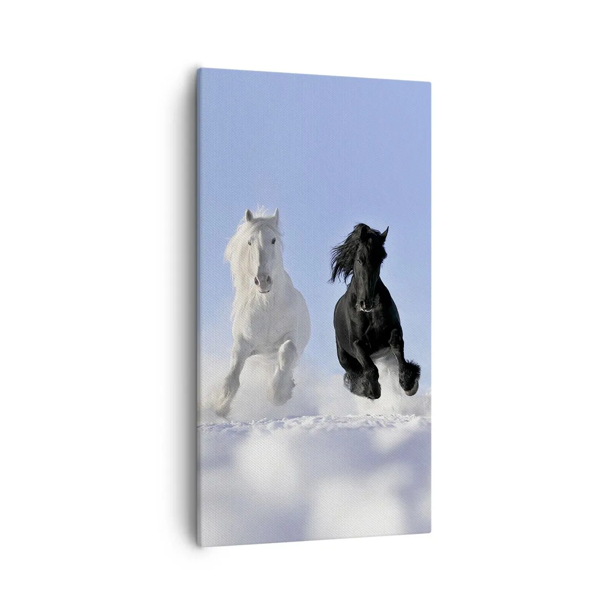 Obraz na plátne - Čierno-biely cval - 55x100 cm