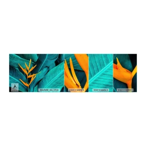 Vzorka Fototapeta Standard Eco - Rajský kvet - Strelitzia Royal, Kvetina, Afriky - 100x30 cm