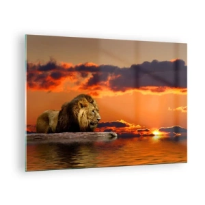 Obraz na skle - Lev na pozadí zapadajúceho slnka - 70x50cm - Kráľ prírody - Moderná nástenná dekorácia do obývacej izby a spálne ARTTOR