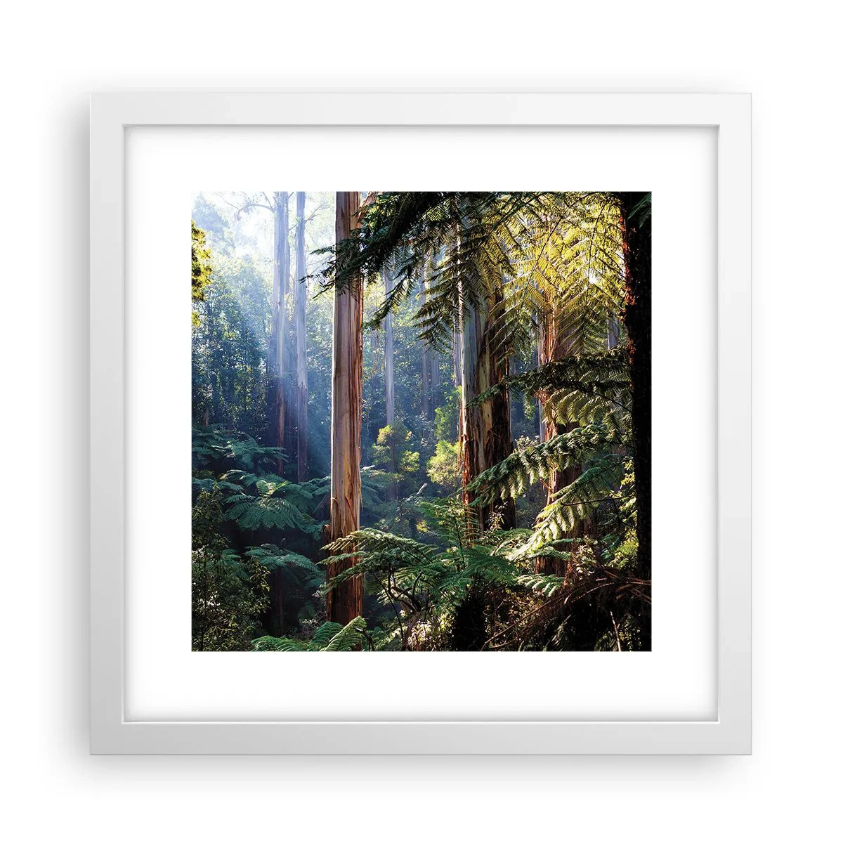 Plagát v bielom ráme - Poviedka lesa - 30x30 cm