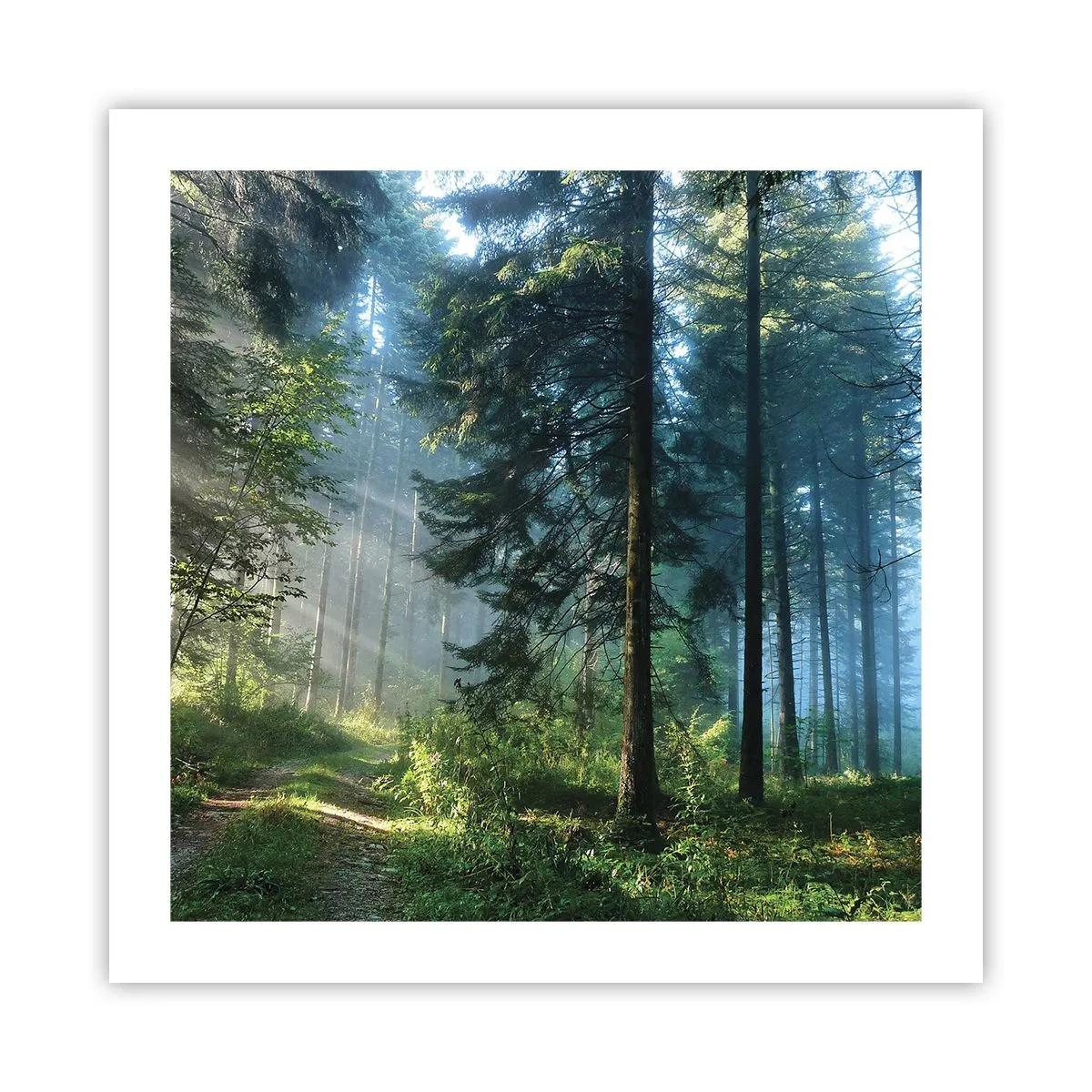 Plagát - Žiariaci za úsvitu - 50x50 cm