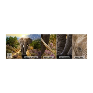 Vzorka fototapety Premium Sand - Tak vyzeral Raj - Zvieratá, Slon, Safari - 100x30 cm