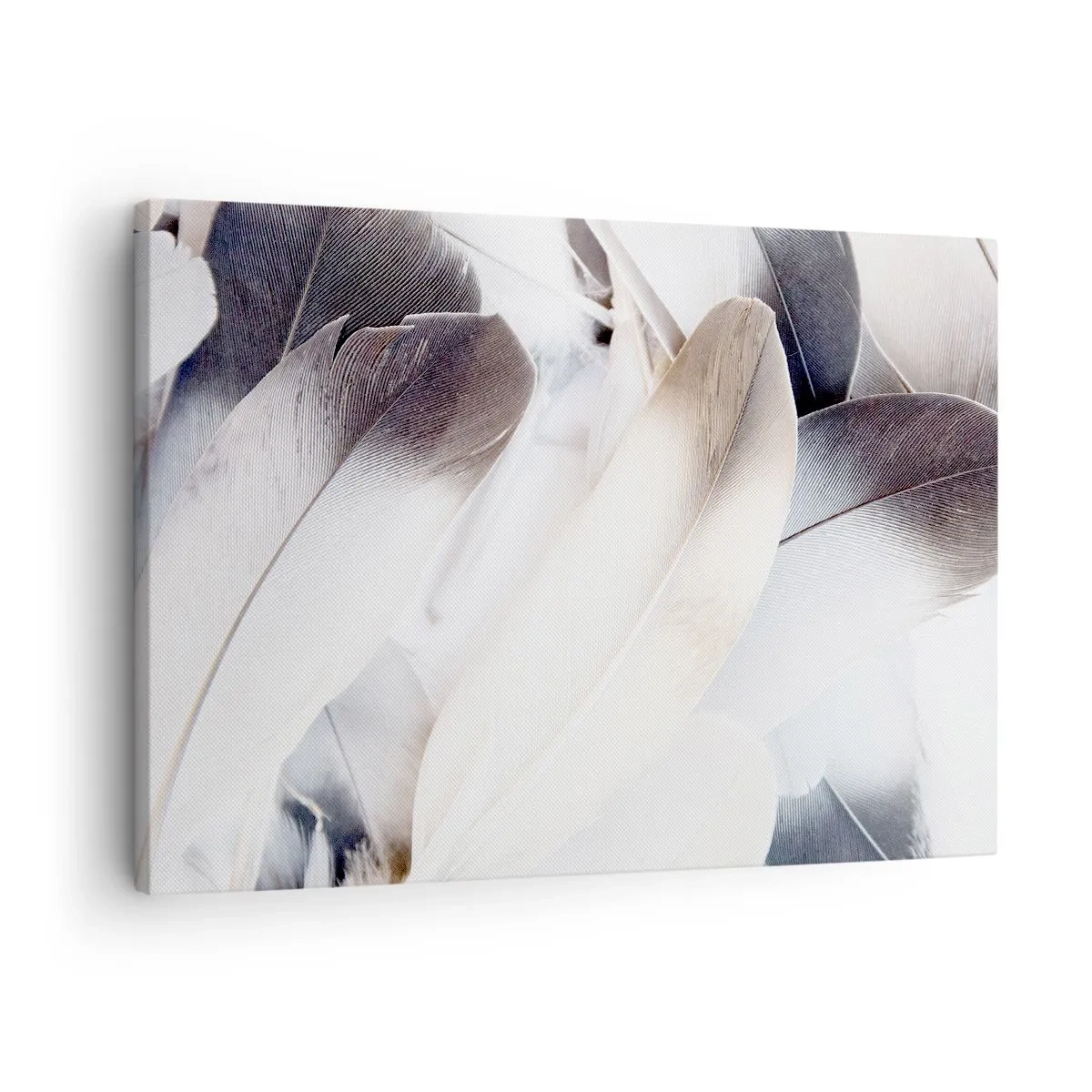 Obraz na plátne - Detailný záber na jemné perie v odtieňoch bielej a sivej - 70x50cm - Takmer anjelské - Moderná nástenná dekorácia do obývacej izby a spálne ARTTOR