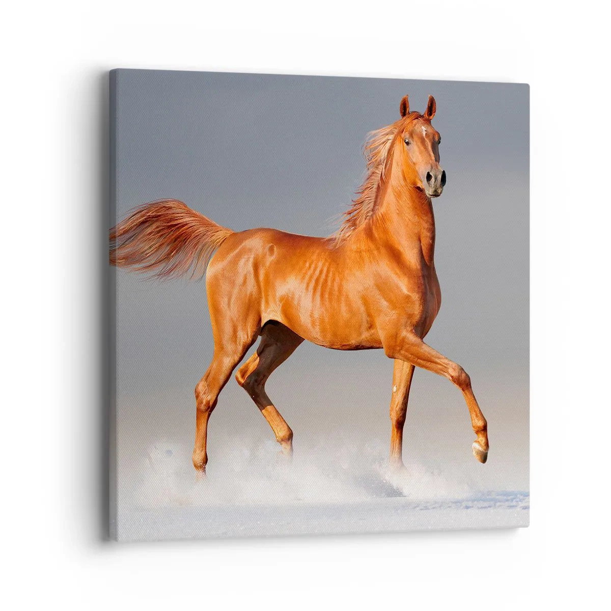 Obraz na plátne - Tancujúca elegancia - 40x40 cm