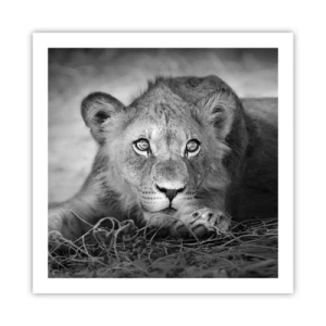 Plagát - Kráľovské šteňa - 60x60 cm