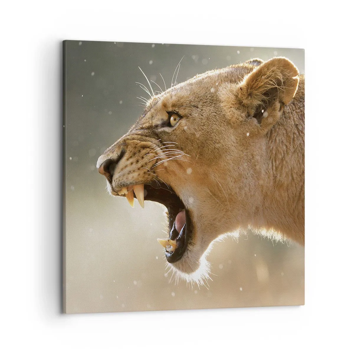 Obraz na plátne - Snaž sa nepočúvať - 50x50 cm