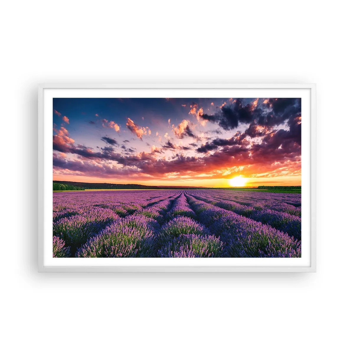 Plagát v bielom ráme - Levanduľový svet - 91x61 cm