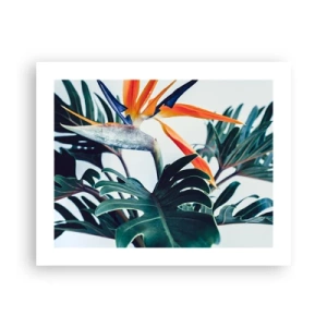 Plagát - Vtáker - 50x40 cm