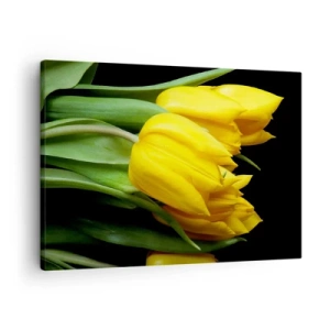Obraz na plátne - Kytica žltých tulipánov na čiernom pozadí - 70x50cm - Vznikli z čistého slnka - Moderná nástenná dekorácia do obývacej izby a spálne ARTTOR