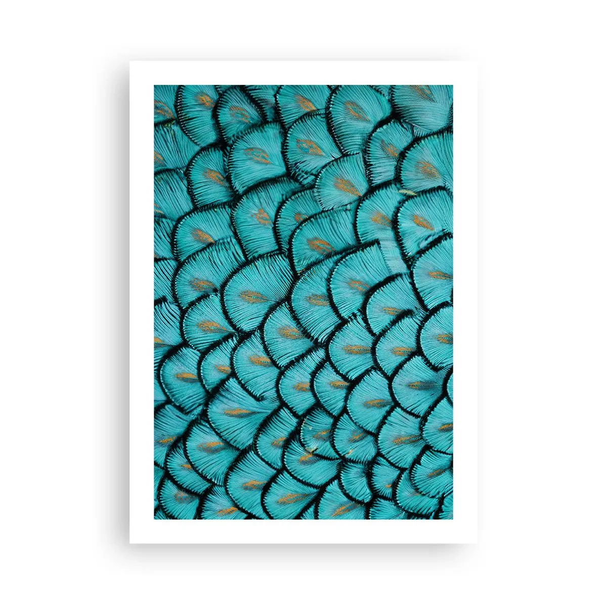 Plagát - Veľká slávnosť peria - 50x70 cm