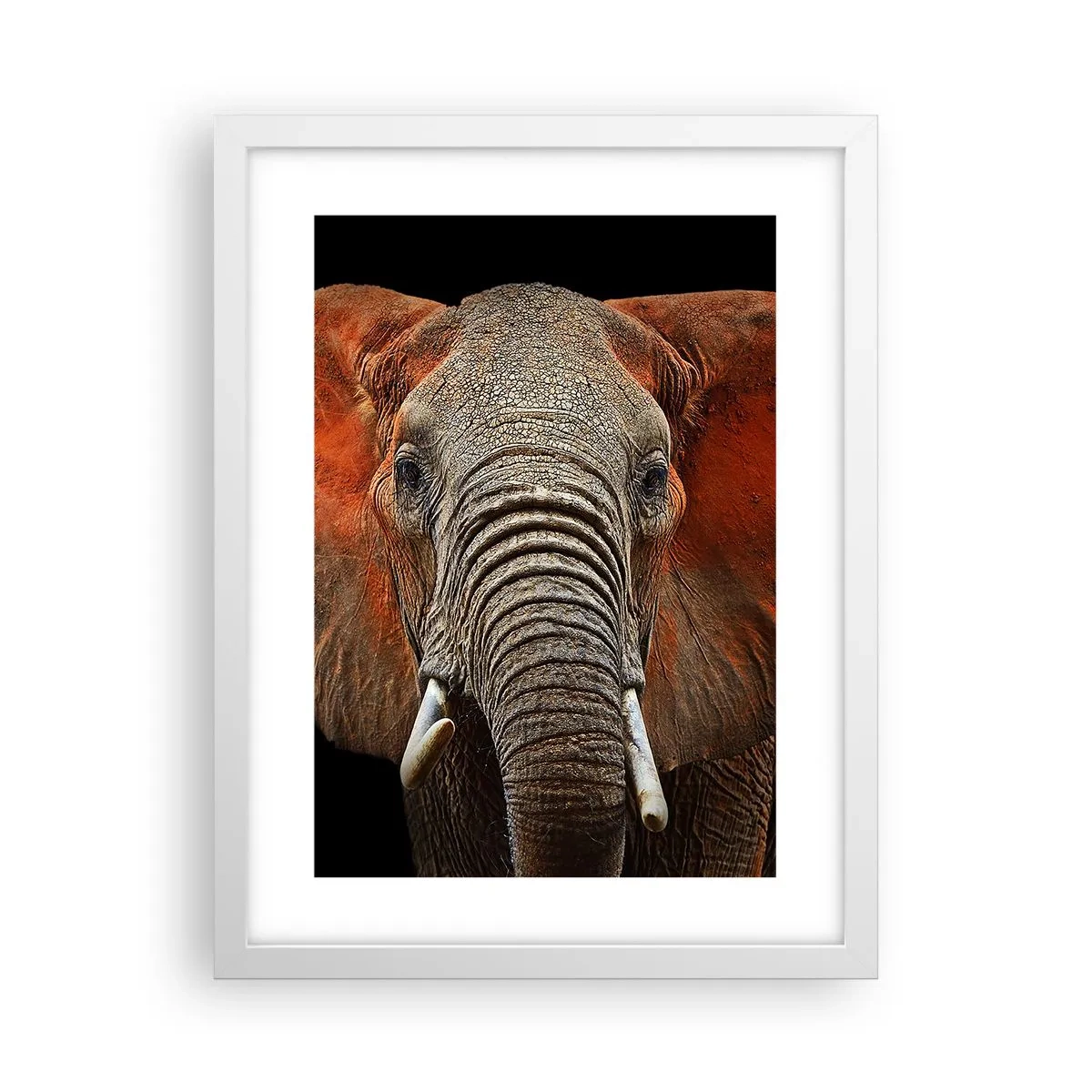 Plagát v bielom ráme - Som divoký, a ty? - 30x40 cm