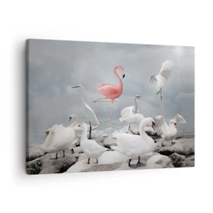 Obraz na plátne - Ružový plameniak medzi bielymi labuťami na pozadí jazera - 70x50cm - Kde som sa tu vzal? - Moderná nástenná dekorácia do obývacej izby a spálne ARTTOR