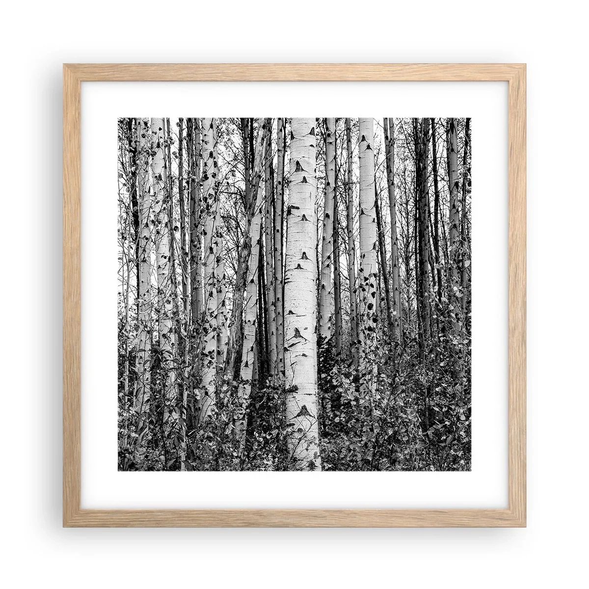 Plagát v ráme zo svetlého duba - Brezová kolonáda - 40x40 cm