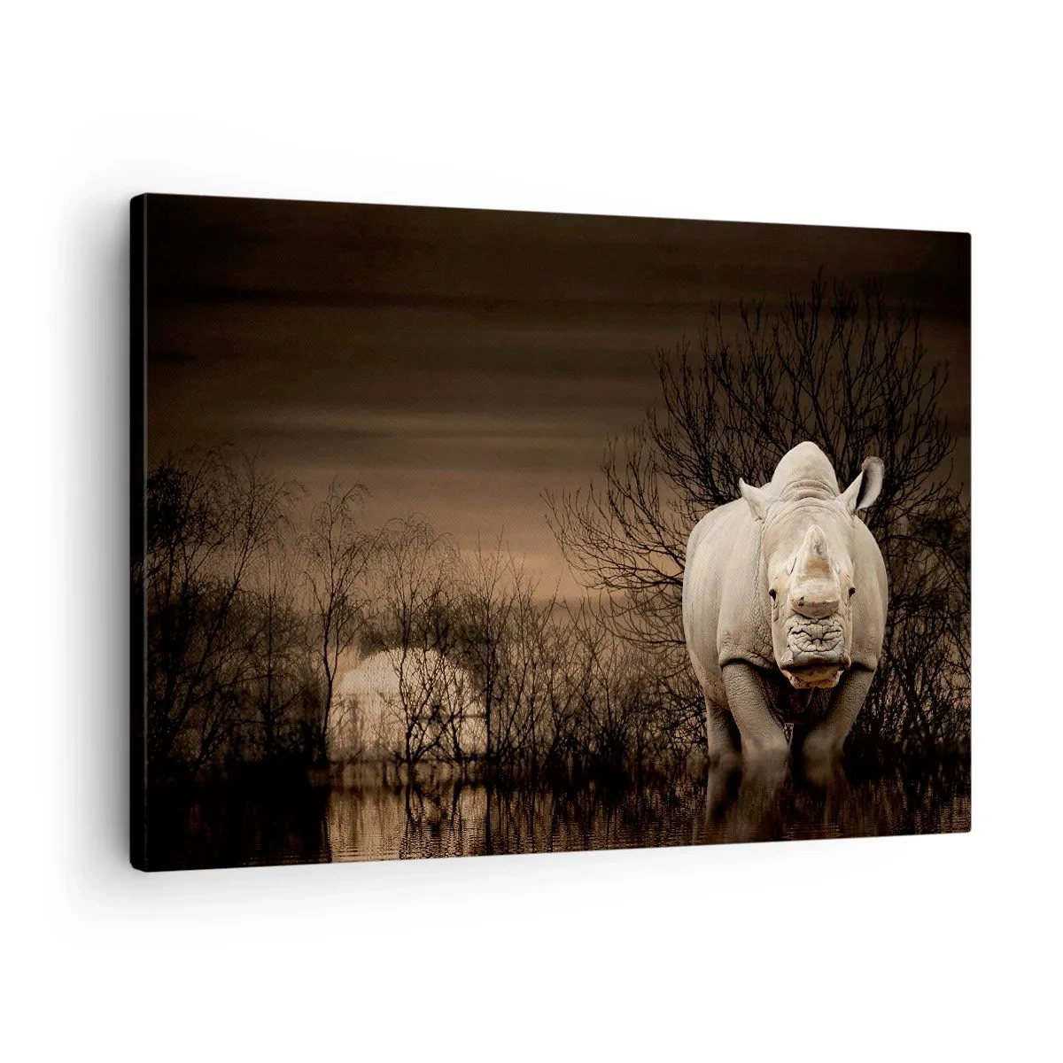 Obraz na plátne - Nosorožec medzi stromami pri západe slnka, divoká príroda. - 70x50cm - Biely proti prírode - Moderná nástenná dekorácia do obývacej izby a spálne ARTTOR