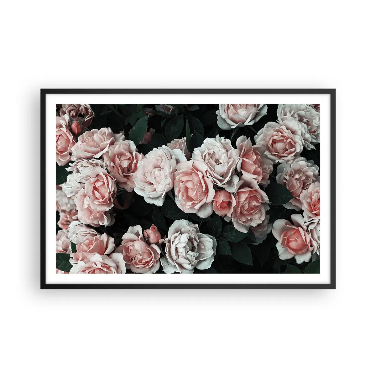 Plagát v čiernom ráme - Ružový ansámbl - 91x61 cm