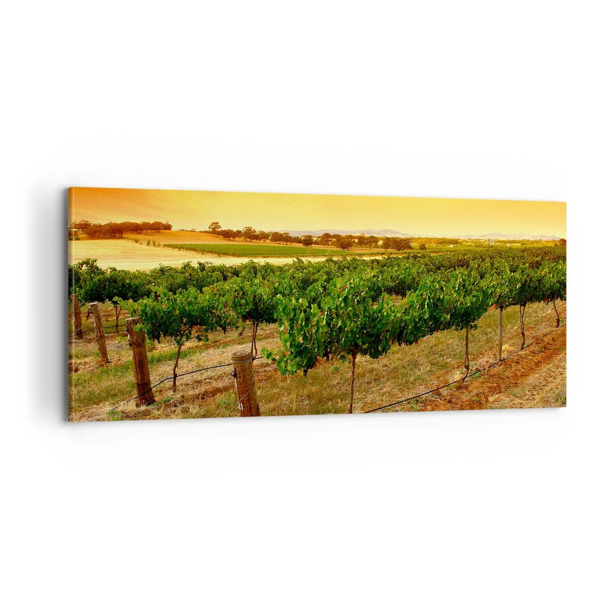 Obraz na plátne - Napiť sa slnka - 100x40 cm