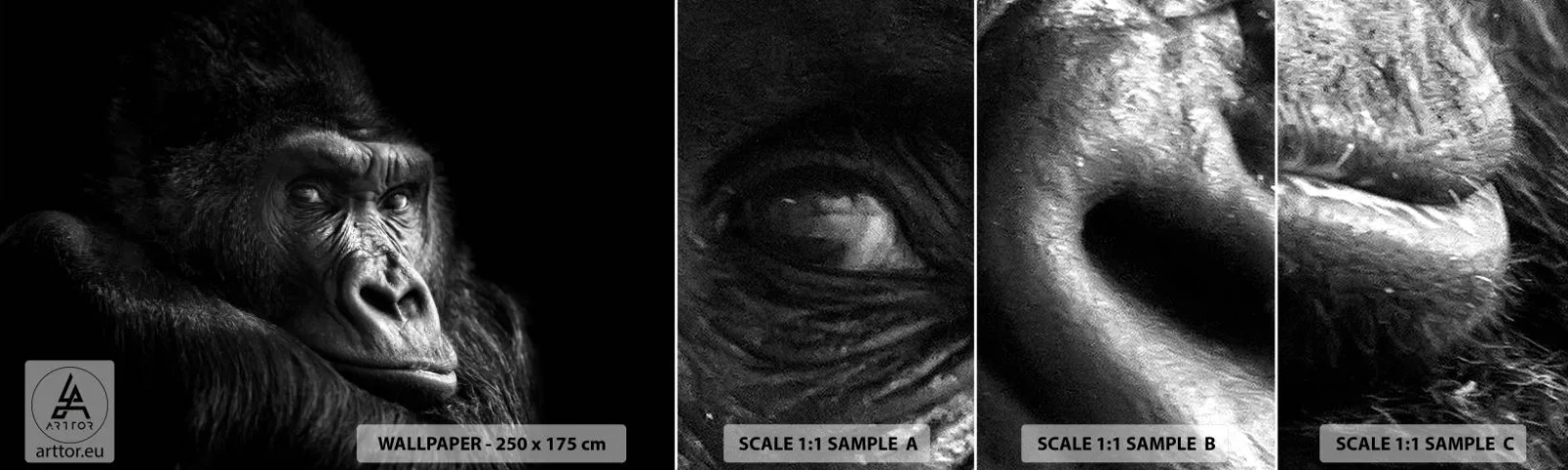 Vzorka samolepiacej fototapety Deluxe Sticker - Na čo sa tak pozeráš? - Opica, Gorila, Zvieratá - 100x30 cm