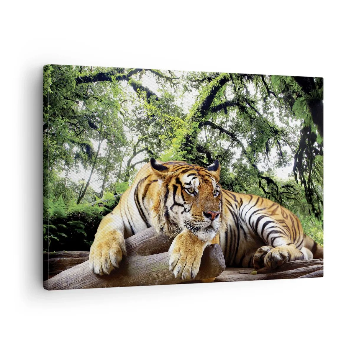 Obraz na plátne - Tiger odpočíva v tropickom lese - 70x50cm - S úctou - Moderná nástenná dekorácia do obývacej izby a spálne ARTTOR