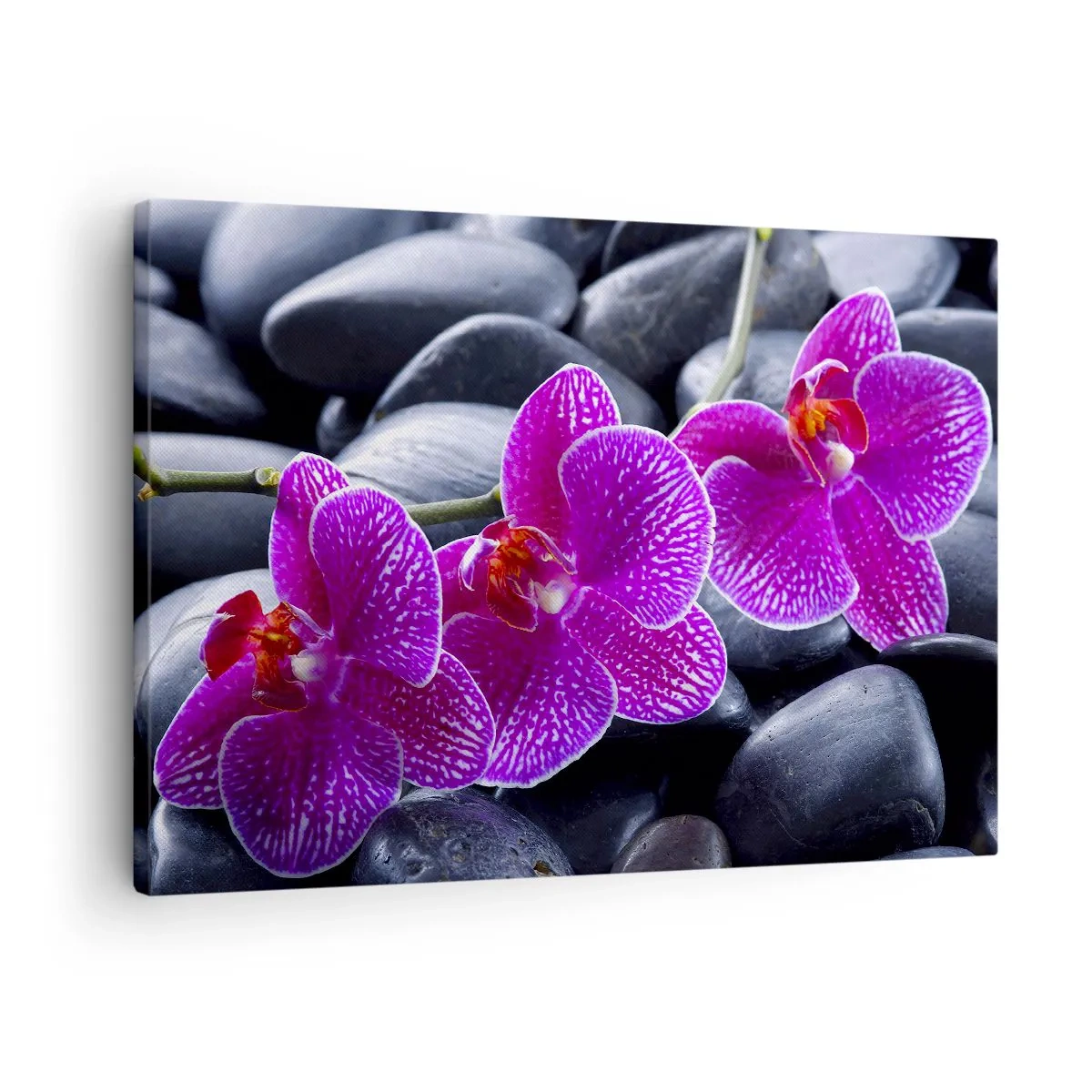 Obraz na plátne - Fialové orchidey na pozadí čiernych kameňov - 70x50cm - Kamene sa rozžiarili nadšením - Moderná nástenná dekorácia do obývacej izby a spálne ARTTOR