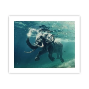 Plagát - Všetci radi plávajú - 50x40 cm