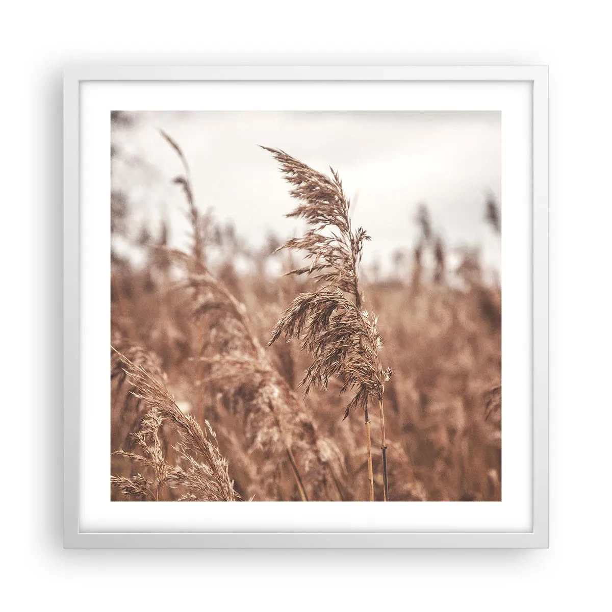 Plagát v bielom ráme - Na poliach už je jeseň - 50x50 cm