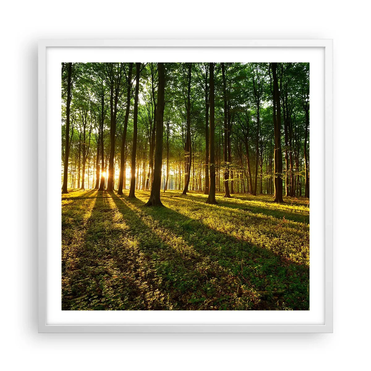 Plagát v bielom ráme - Fotografie všetkých jarí - 60x60 cm