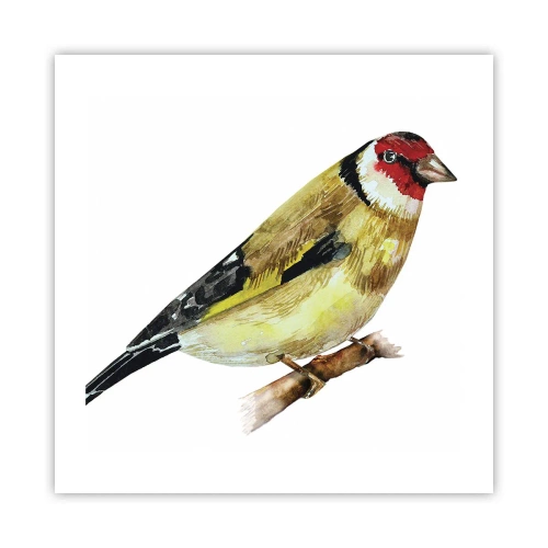 Plagát - Vtáčí portrét - 50x50 cm