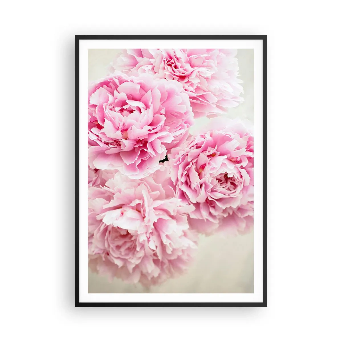Plagát v čiernom ráme - V ružovom prepychu - 70x100 cm