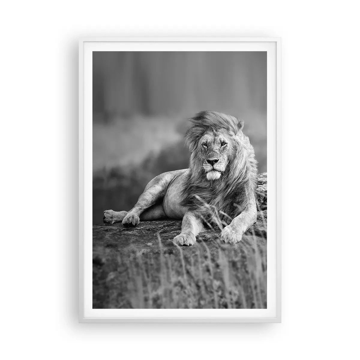 Plagát v bielom ráme - Kráľovská siesta - 70x100 cm