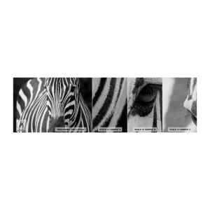 Vzorka fototapety Premium Canvas - Svet je čierno-biely - Zvieratá, Rebrá, Čierna a biela - 100x30 cm