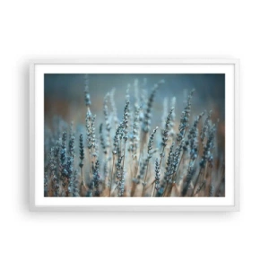 Plagát v bielom ráme - Voňavý lán - 70x50 cm