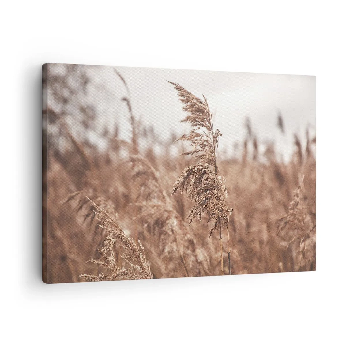 Obraz na plátne - Zlaté trávy na pozadí jesennej scenérie - 70x50cm - Na poliach už je jeseň - Moderná nástenná dekorácia do obývacej izby a spálne ARTTOR