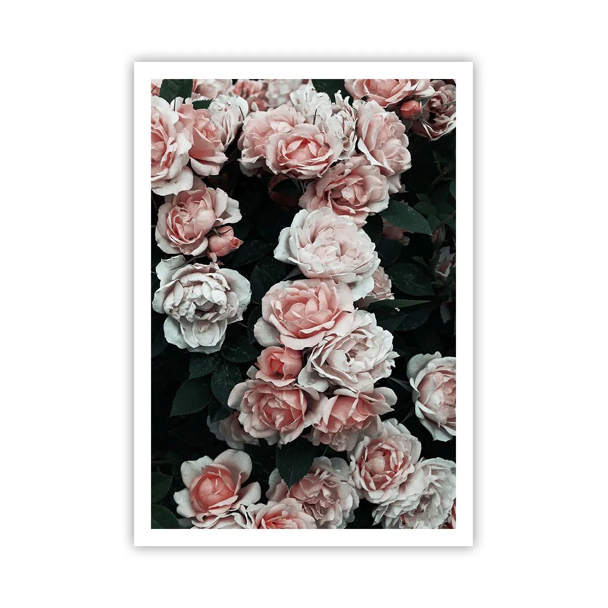 Plagát - Ružový ansámbl - 70x100 cm