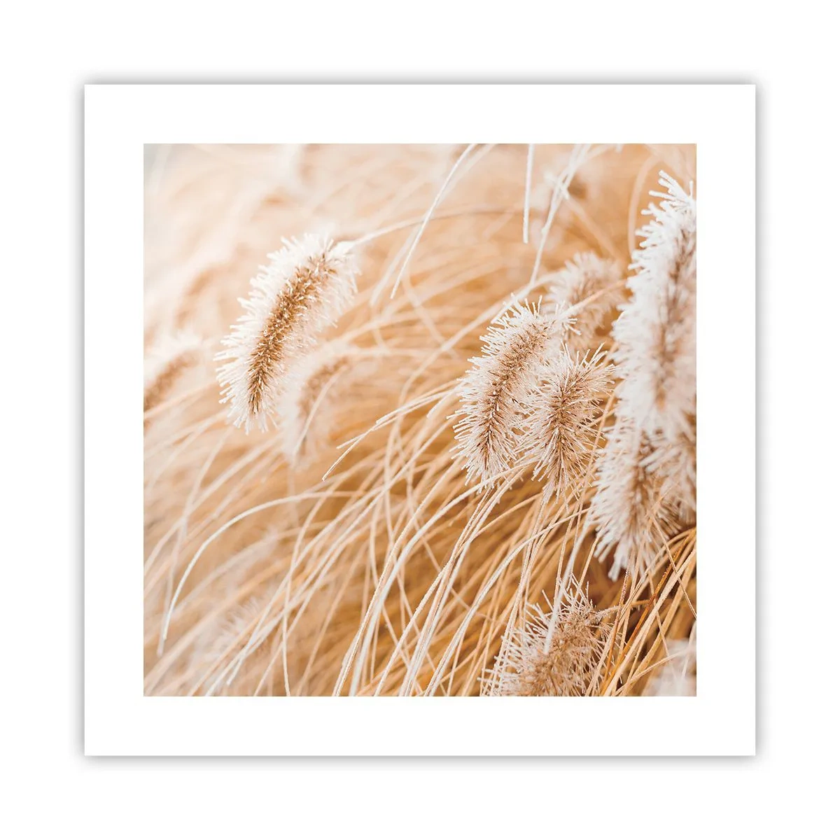Plagát - Zlaté šušťanie tráv - 40x40 cm