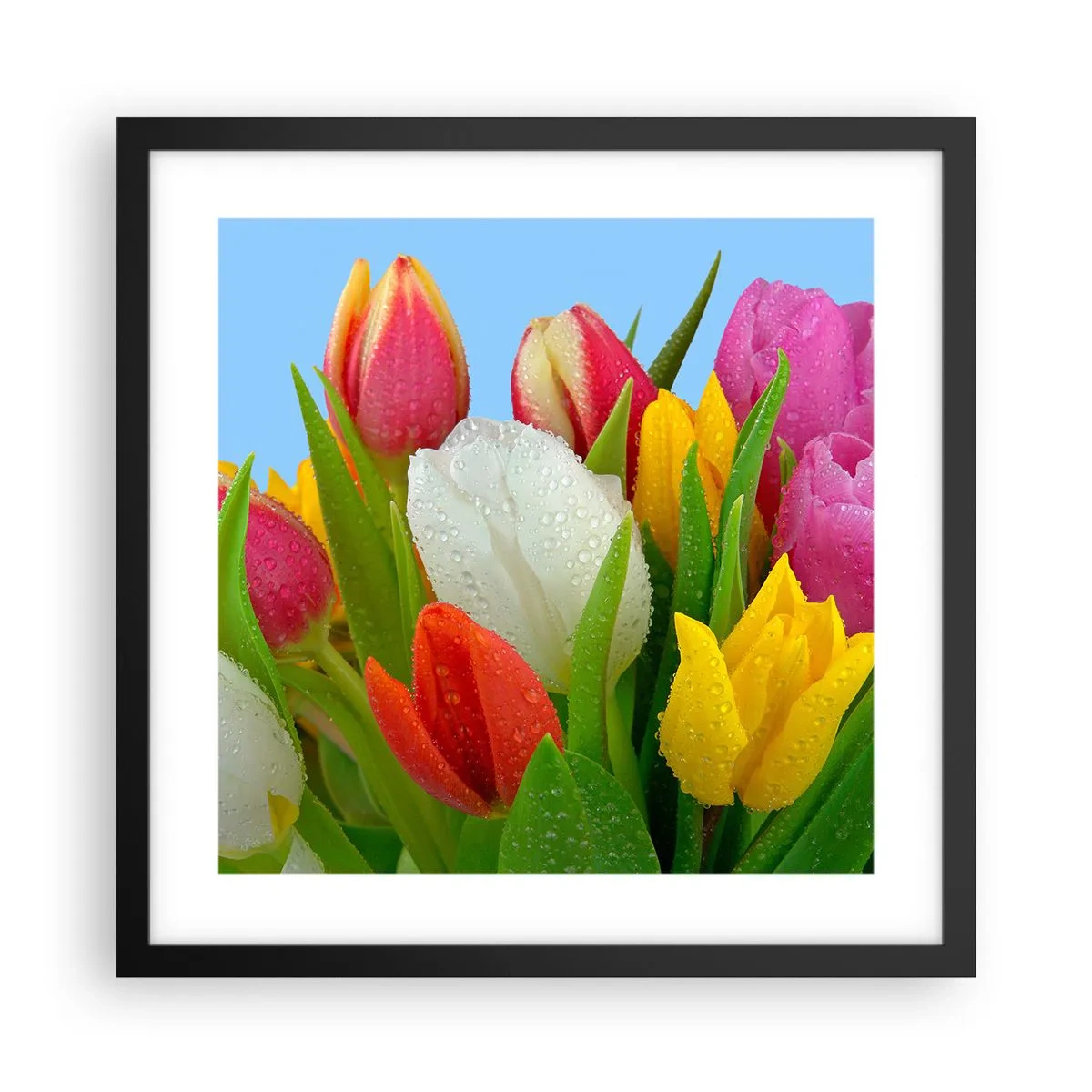 Plagát v čiernom ráme - Kvetinová dúha v kvapkách rosy - 40x40 cm