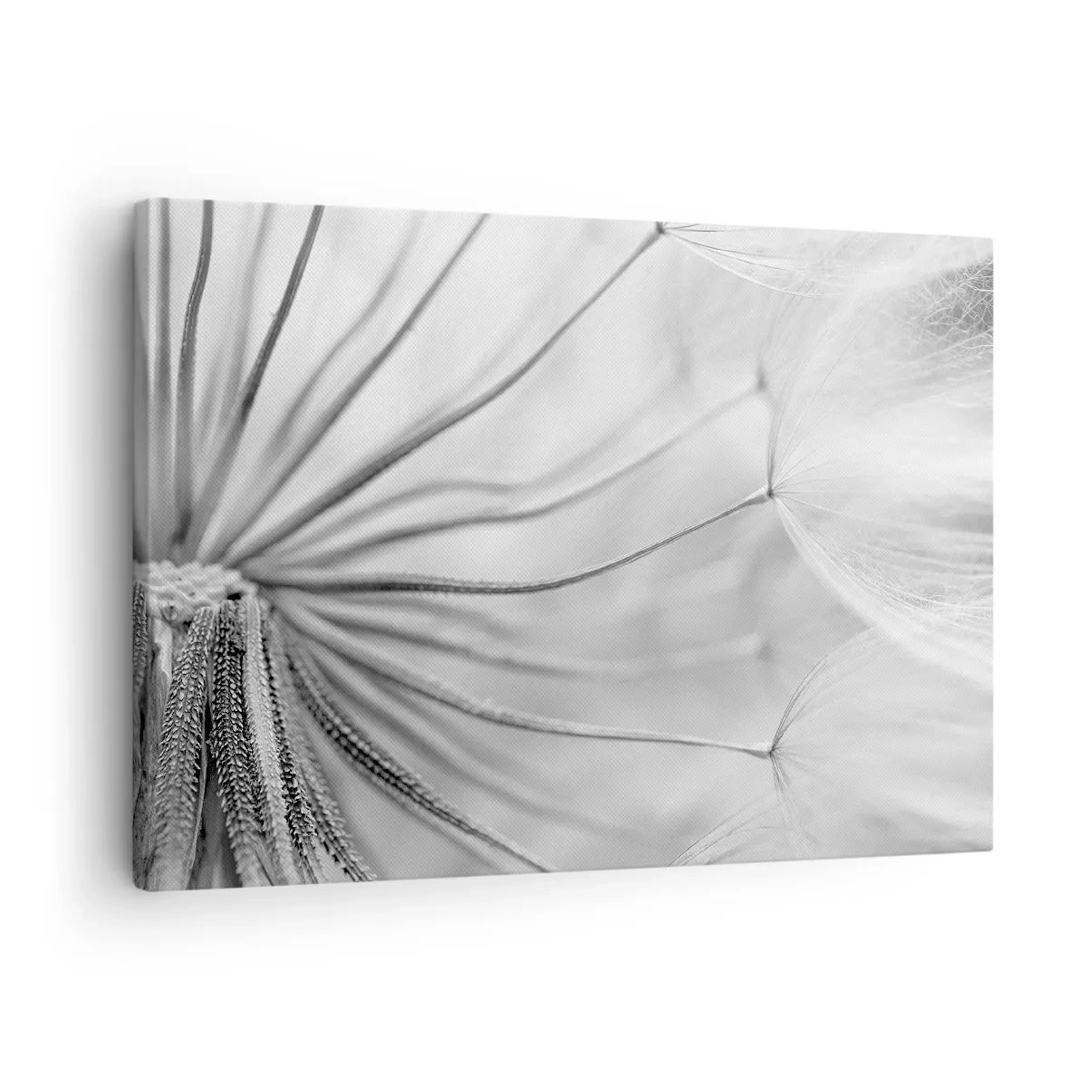 Obraz na plátne - Jemné púpavy v čiernobielych tónoch - 70x50cm - Púpavy - Moderná nástenná dekorácia do obývacej izby a spálne ARTTOR