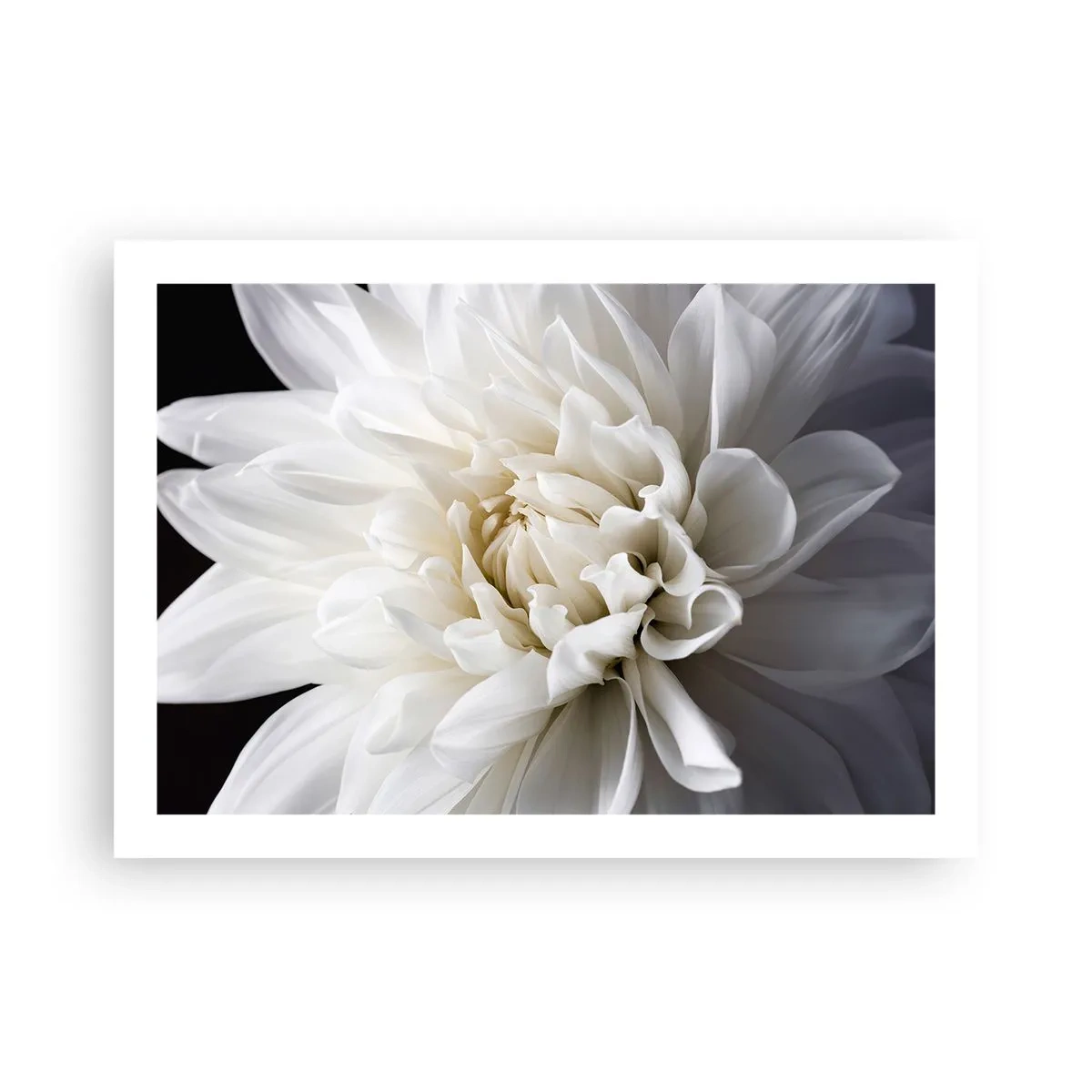 Plagát - Ráno s nevestou - 70x50 cm