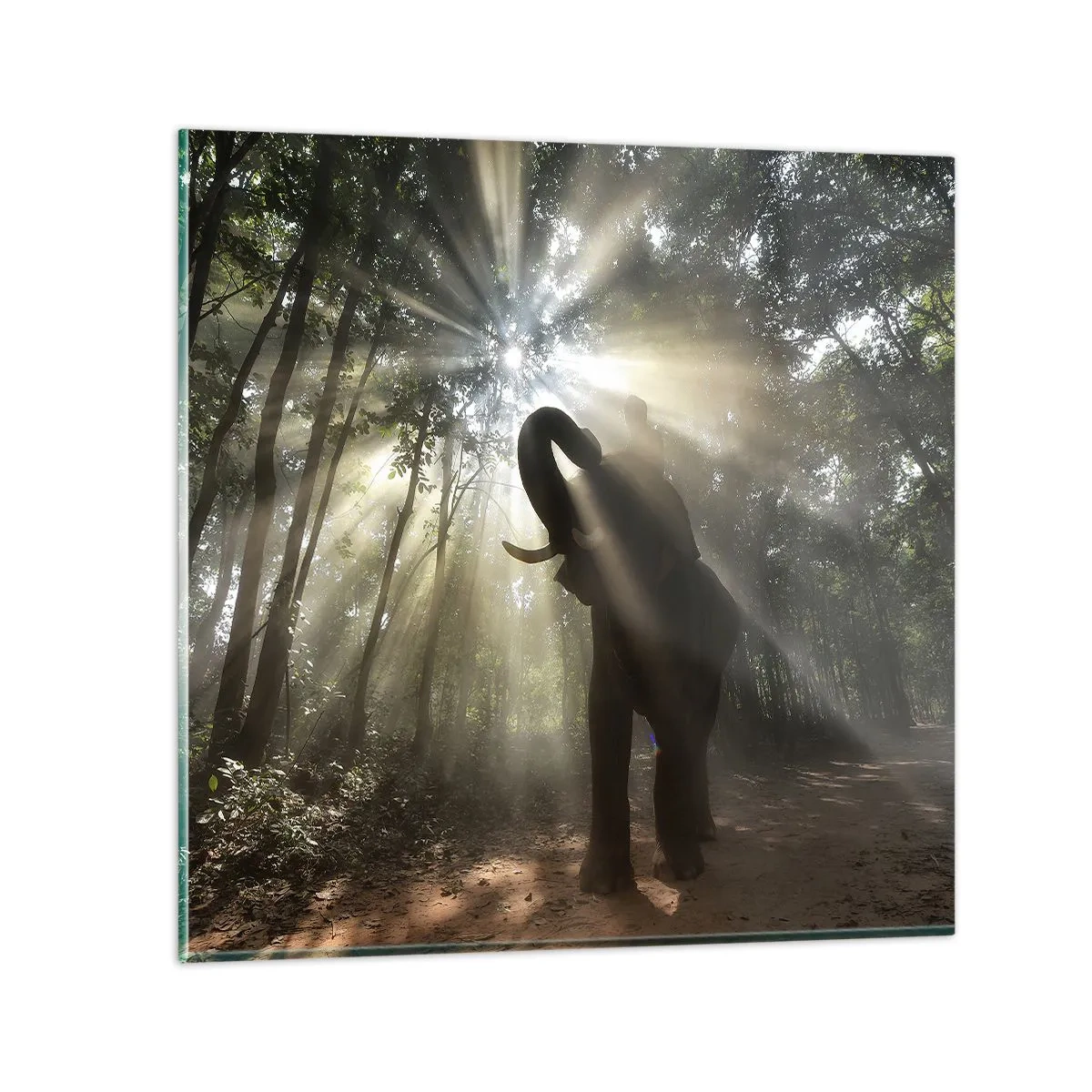 Obraz na skle - Pod šťastnou hviezdou - 70x70 cm