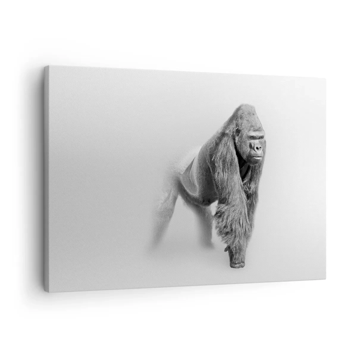 Obraz na plátne - Gorila v monochromatických tónoch na bielom pozadí - 70x50cm - Istý si svojou silou - Moderná nástenná dekorácia do obývacej izby a spálne ARTTOR