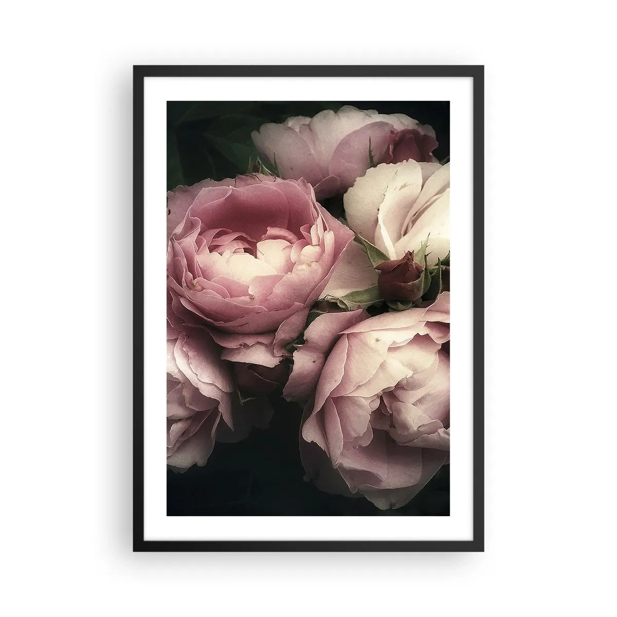 Plagát v čiernom ráme - Ružové pivonky v elegantnom, klasickom aranžmáne - 50x70cm - Kúzlo belle epoque - Moderná nástenná dekorácia do obývacej izby a spálne ARTTOR