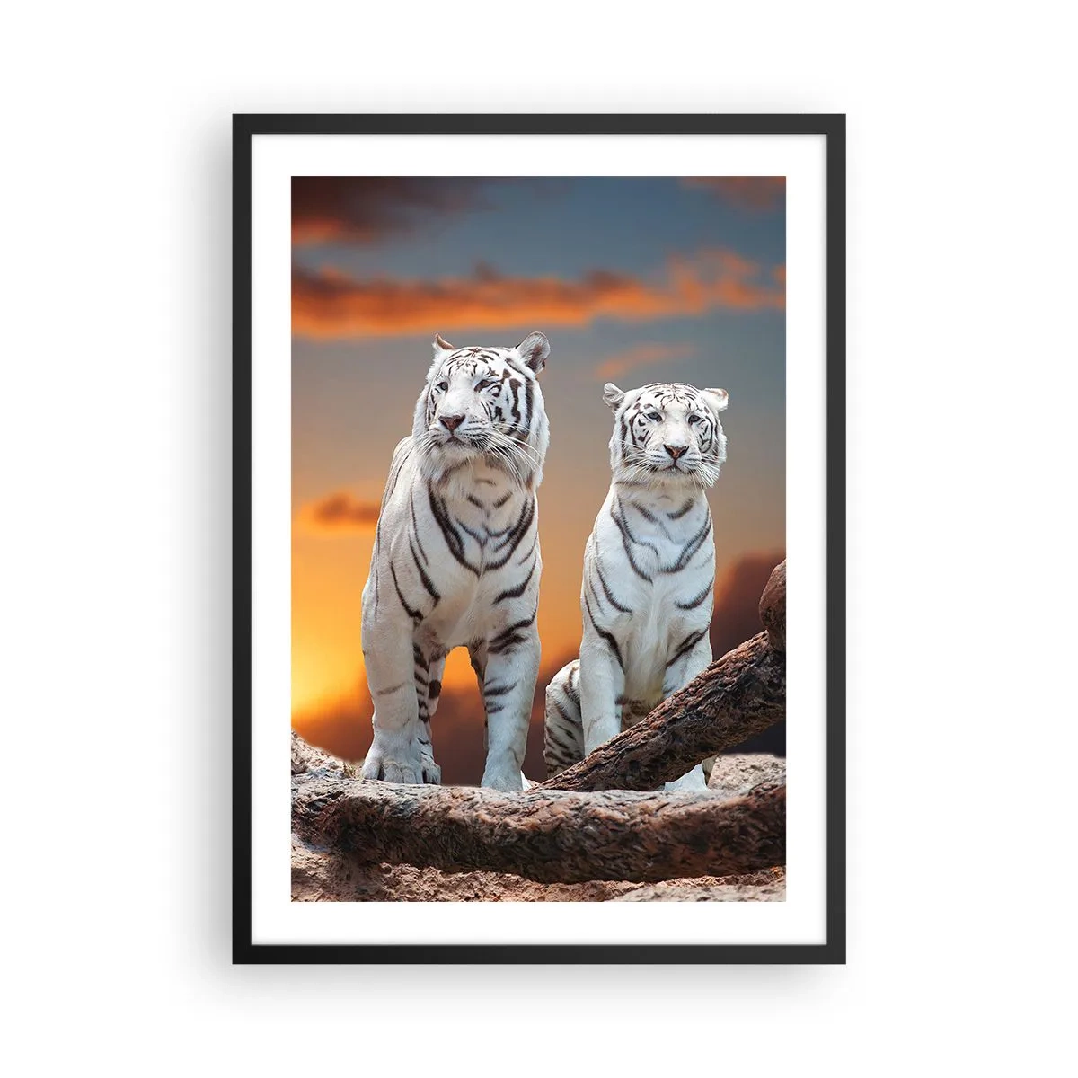 Plagát v čiernom ráme - Biele tigre proti zapadajúcemu slnku - 50x70cm - Úplne ako v Narnii - Moderná nástenná dekorácia do obývacej izby a spálne ARTTOR